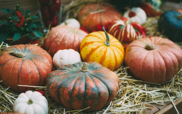 Stilleben av haloween pumpor — Stockfoto