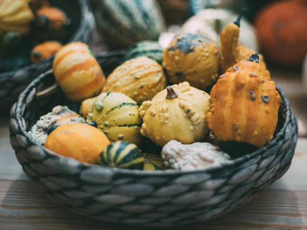 Decorative pumpkins in wicker basket — Stock Photo, Image