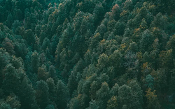 標高から秋の木 — ストック写真