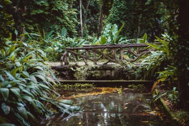 Ormanda küçük nehir üzerinde köprü