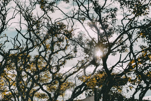 Tops das árvores iluminadas pelo sol — Fotografia de Stock