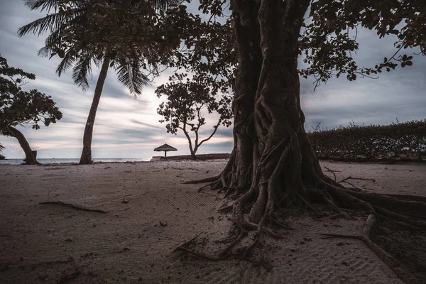 Árvore tropical com raízes atraentes na praia da noite — Fotografia de Stock