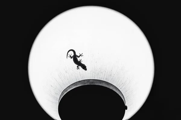 램프의 그늘에 작은 도마뱀 — 스톡 사진