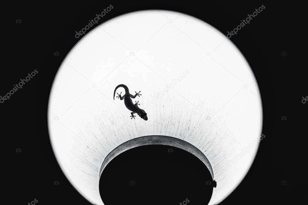 Small gecko on the shade of the lamp