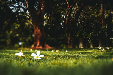 Tiltshift shot of flowers laying on the grass clipart