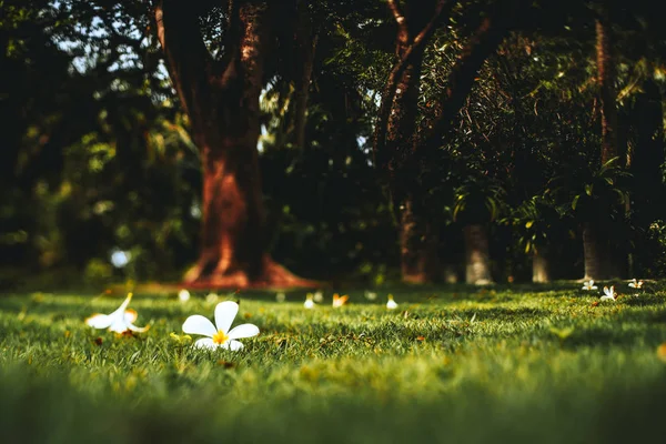Tiltshift tiro de flores que jazem na grama — Fotografia de Stock