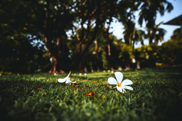 Dois botões de flores na grama — Fotografia de Stock