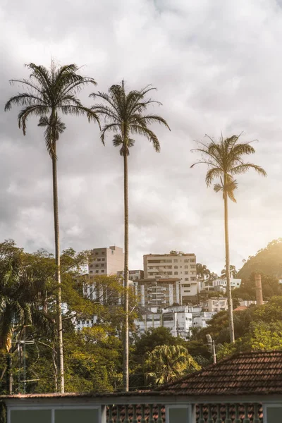 Barrio residencial con las palmas en primer plano —  Fotos de Stock