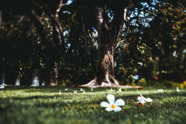 Tiltshift vista dos botões de flores no medow — Fotografia de Stock