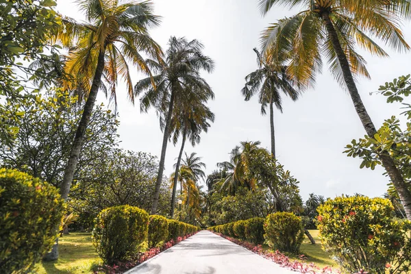 Caminho em um resort tropical — Fotografia de Stock