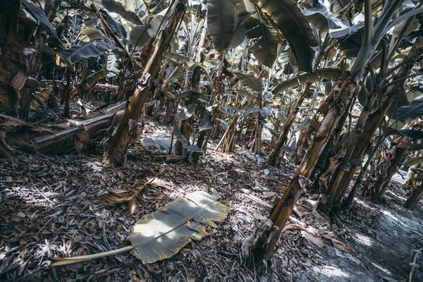 Jardín de plátanos desde el fondo, bosque selvático —  Fotos de Stock