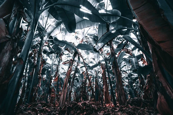 Ogród z palmami bananowymi, liście Teal — Zdjęcie stockowe