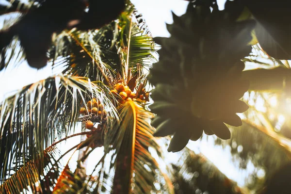 Inclinar vista turno de palma de coco e bananas verdes — Fotografia de Stock