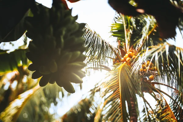 Tilt shift view of coco palm and green bananas — Stock Photo, Image