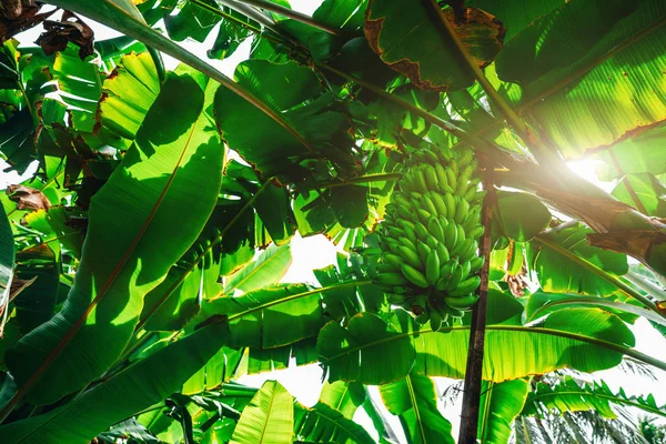 Floresta tropical com a mão de bananas — Fotografia de Stock