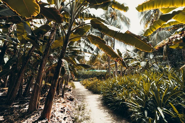 Camino Angosto Bajo Palmeras Plátano Con Las Enormes Hojas Rodeadas — Foto de Stock