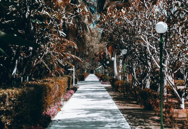 Long Sentier Étroit Dans Une Station Tropicale Avec Multiples Lanternes — Photo