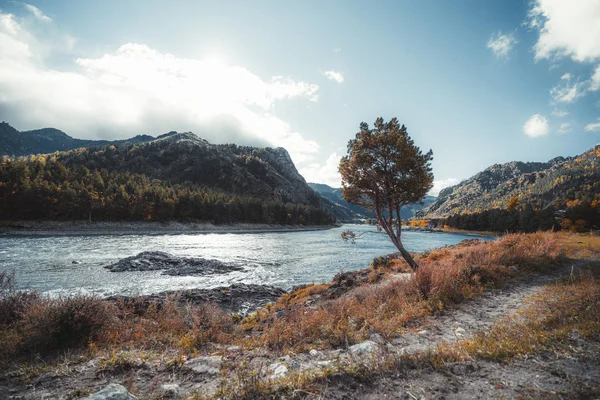 Гірські пейзажі з річкою та деревом — стокове фото