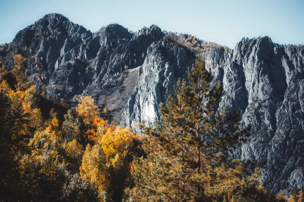 Sonbahar dağ manzarası, bir çam ağacı — Stok fotoğraf