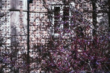 Portekiz 'de çiçek açan leylak ağacı