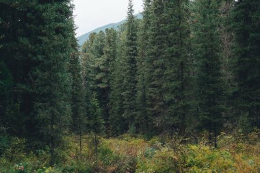 Kozalaklı ağaçları olan derin bir orman.