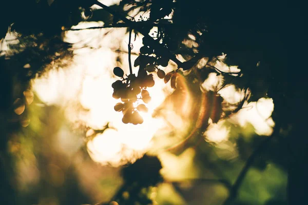 Una Foto Arte Contraluz Sol Con Una Silueta Oscura Racimo —  Fotos de Stock