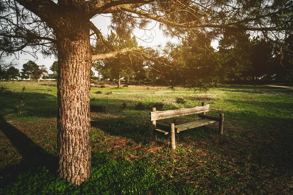 手前の松の木の近くの日没の公園にある木製のベンチと 金色の時間の輝く夜の光に囲まれた背景の緑の芝生 — ストック写真