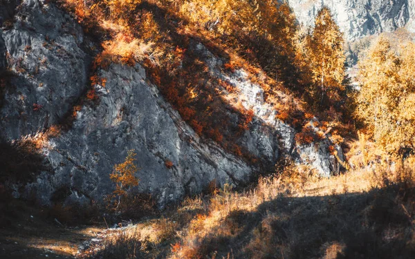 Amazing Autumn Mountain Landscape Rocky Hollow Overgrown Yellowed Trees Native — Stockfoto