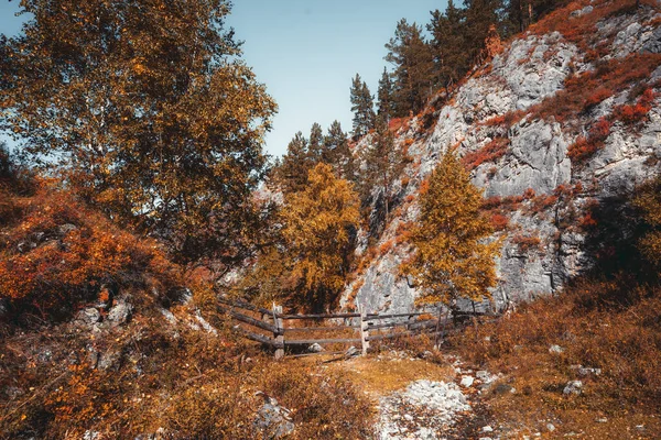 Ошеломляющий Осенний Пейзаж Горах Алтая Пожелтевшими Березами Травянистым Склоном Соснами — стоковое фото