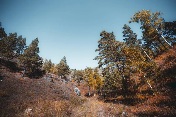 Erstaunlich Sonnige Herbstlandschaft Russischen Altai Gebirge Mit Seltenen Kiefern Zedern — Stockfoto