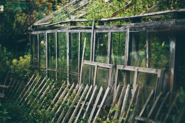 View Shallow Depth Field Abandoned Glass Greenhouse Overgrown Weeds Nettles — Stock Photo, Image