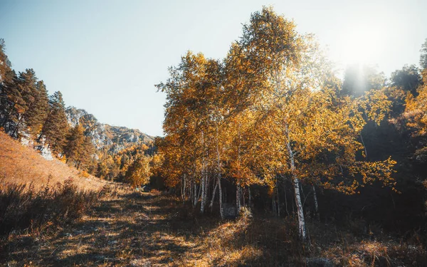 Eine Herbstliche Abendberglandschaft Mit Vergilbten Birken Und Kiefern Feldweg Die — Stockfoto