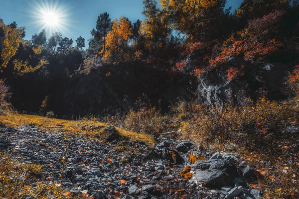Beautiful autumn landscape with a stony brook inside of a cliffy canyon overgrown with yellowed native grasses, different conifer trees and bushes of fall colors; backlit; true sun flare; wide-angle