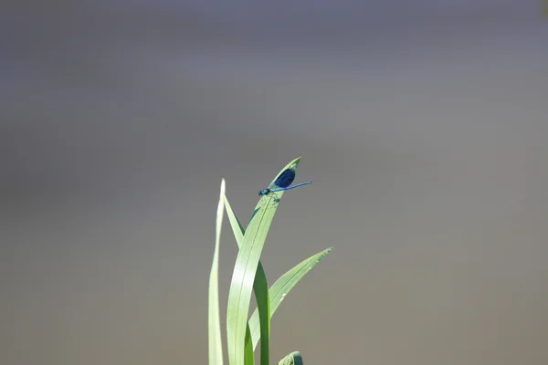 A libélula sentou-se na grama — Fotografia de Stock