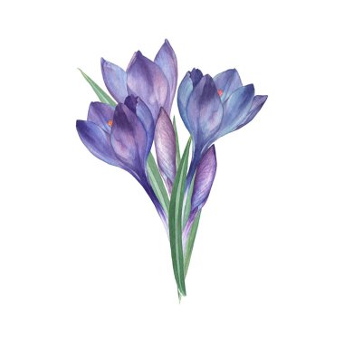 Crocus. Suluboya çizimi. Bir suluboya timsah dalı. Botanik çizimler, çiçekler. Beyaz bir arkaplanda izole edilmiş.