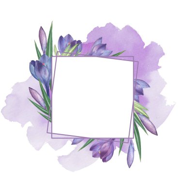 Crocus 8. Çiçek desenli suluboya. Suluboya çizimi. El çizimi. Beyazda izole edilmiş