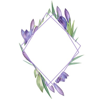 Crocus 13. Çiçek desenli suluboya. Suluboya çizimi. El çizimi. Beyazda izole edilmiş