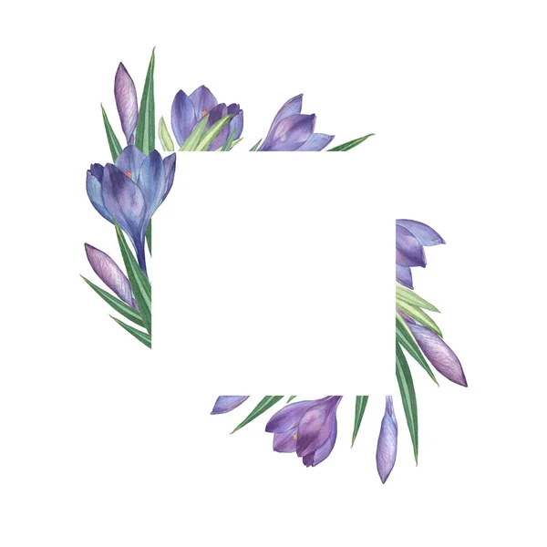 Crocus 14.水彩の花のフレーム。水彩イラスト。手描き。白に隔離された — ストック写真