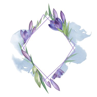 Crocus 11. Çiçek desenli suluboya. Suluboya çizimi. El çizimi. Beyazda izole edilmiş