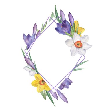 Crocus ve Narcissus 2. Çiçek desenli suluboya. Suluboya çizimi. El çizimi. Beyazda izole edilmiş