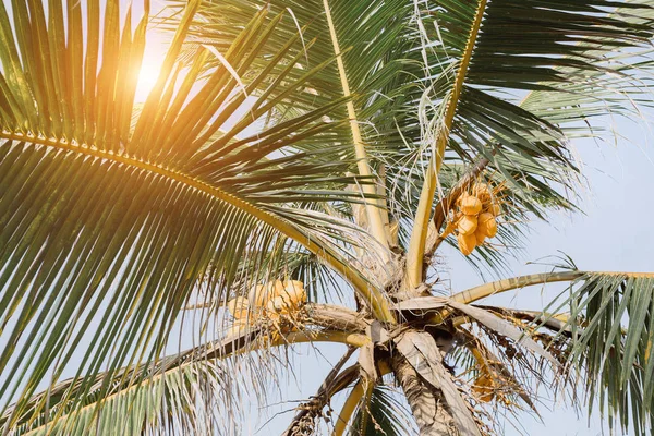 Paesaggio con spiaggia tropicale — Foto Stock