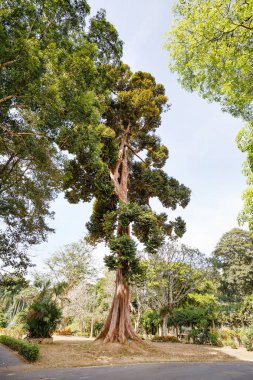 güzel tropikal peyzaj