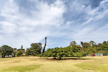 güzel tropikal peyzaj