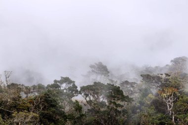 güzel tropikal peyzaj