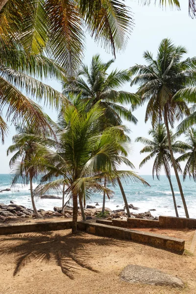 Palmeiras na praia tropical — Fotografia de Stock