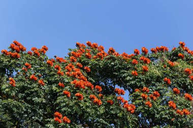 Ağaç dallarındaki çiçekler 