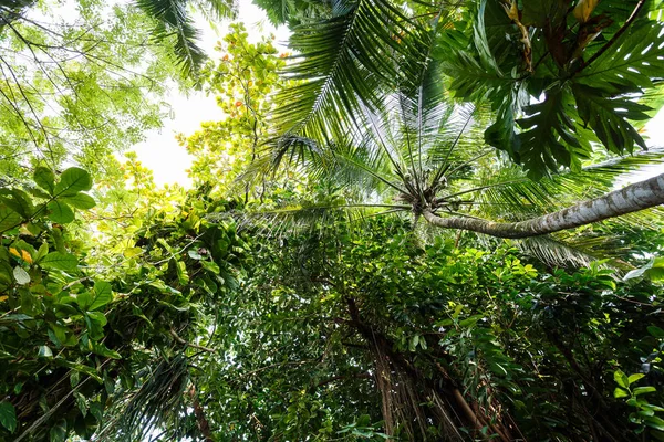 Palmeras tropicales —  Fotos de Stock