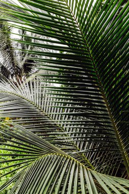 tropik ağaç üzerinde çiçekler