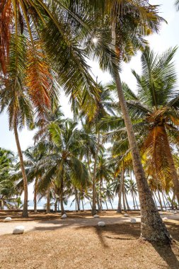Tropik palmiye ağaçları