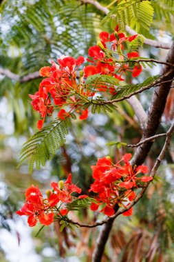 Ağaç dallarındaki çiçekler 